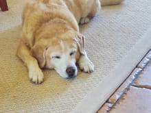 My buddy is 16 now. And resting is take up a lot of his time these days. 