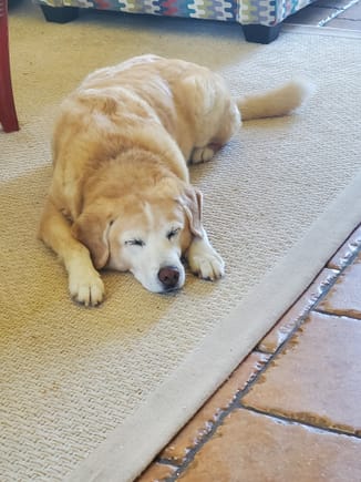 My buddy is 16 now. And resting is take up a lot of his time these days. 