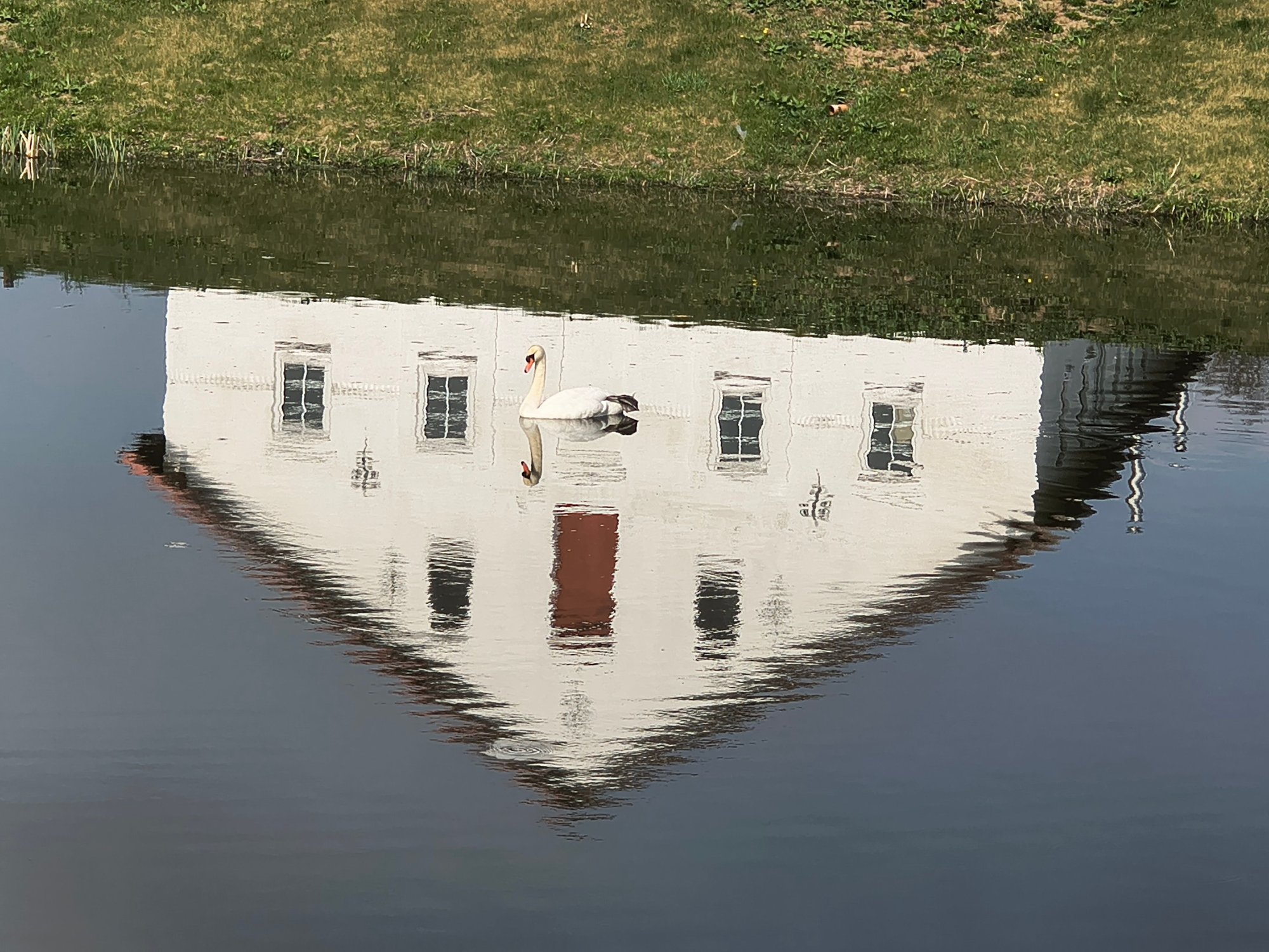 Swan in a pond, my hometown in northern Denmark (April)