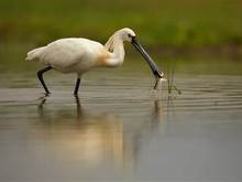 Eurasian spoonbill from creative commons 
eunis.eea.europa.eu