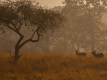 Kanha National Park