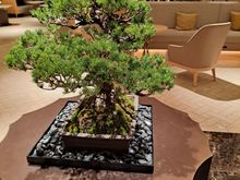 small tree in the lobby area by the flow lounge ( flow lounge did excellent cakes ( available to take up to your room)