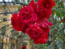 Flowers in the garden near the castle