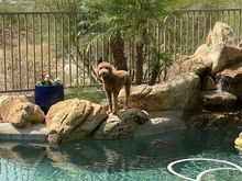 Junior lifeguard!