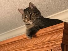 Fred has definite opinions about Mama being gone.  Apparently he won’t come down from here.