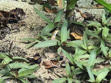 Spot the Lizard