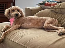 Poppy doing her centerfold pose after coming home from the spa!