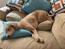 It takes some work to get the pillows and cushions arranged just so