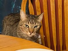 George found out I petted a dog, his new cousin, yesterday and does not approve.