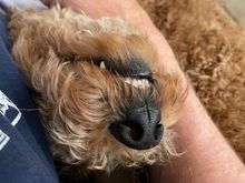 Poppy showing her pearly whites while getting her chest rubbed. 