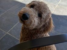 I’m sure everyone is getting tired of seeing Poppy, but each pic seems cuter than the next (to me, anyway)! :)