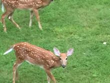 Not pets but these cuties are visiting our yard every evening. We live on a lake and mama stays in the trees by the lake. 
