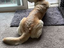 Buddy wants to go out and run around the backyard to celebrate National Dog Day