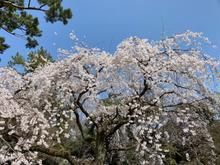 Enjoy spring in Kyoto 
