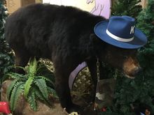 Let’s visit Cocaine Bear!