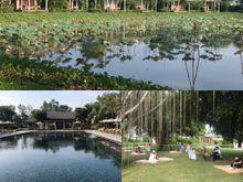 Rooms with lovely view of lotus pond, swimming pool with view to bar at far end, lawn where complimentary afternoon tea is served