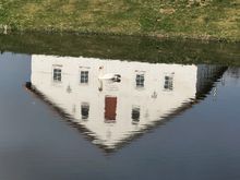 Swan in a pond, my hometown in northern Denmark (April)