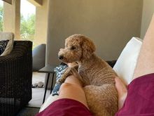 Poppy and I hanging in the outdoor living room. 