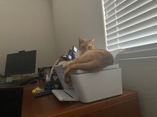 She went on my printer. She’s so cute! 