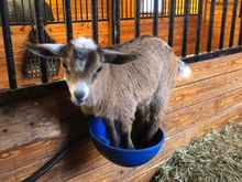 Mia at 4 weeks
Goats gotta climb
