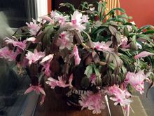 Thanksgiving Cactus
