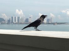A breakfast visitor on the terrace of the Planters Lounge at the E&O