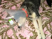 Cobaka is not happy with her cone!