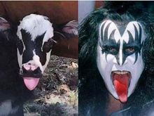 Gene Simmons (left), one of Hiddy's Cows (right)