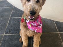 Poppy, after returning from her spa afternoon 