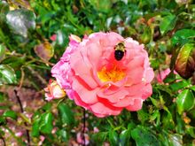 A solitary rose in the Elizabeth Conservancy Park