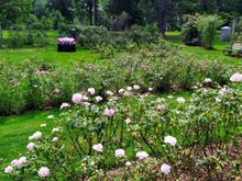 Another part of the Elizabeth Conservancy Park, which was not at its best when I visited it