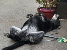 at least Buddy doesn’t sleep like this in public :)
