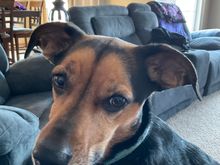 Visiting a friend for the weekend and Ellie has claimed my lap.