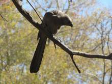 A bird