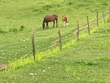 And horses