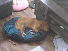 Parker Puppy