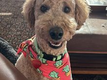 We’re in Maine visiting friends. Poppy looks distraught at being left with Uncle Gordon. 