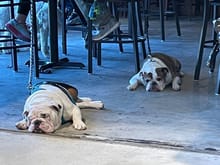 South Line Brewery has a railroad theme, good IPAs, and two bulldogs in the middle of an existential crisis brought about by lack of pets 