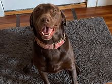 Kazak’s cousin/short term tenant/ball of energy and fur is happy to be here too 