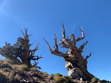 These two trees were alone further down the rock scree. The signs estimated that they were over 4000 years old. Hanging out by themselves. 