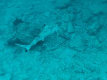 Baby reef shark from beach area near Habitat