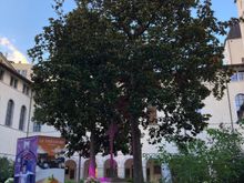 Find a nice spot amongst the cloisters' gardens