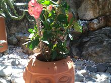 Crown of thorns -- gardening is gorgeous throughout