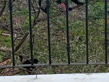 Little howler monkey out my bedroom window. 