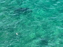 Two sharks… honest! 
