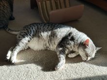 Anpu found a sunbeam