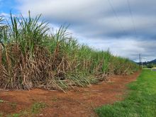 Sugarcane farm