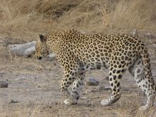 Super lucky to see this guy