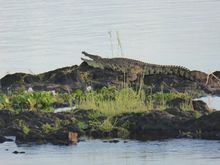 Crocodile Rock