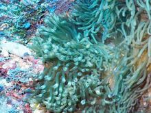 Colorful Reef